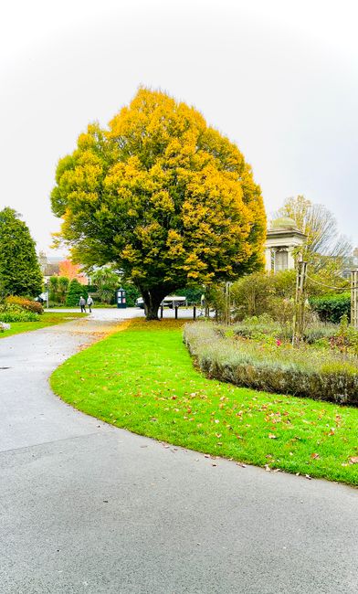 A large, mature deciduous tree with a dense, rounded crown displays vibrant yellow and green foliage, situated near a curved pathway in a park-like setting. The tree's branches extend outward, creatin