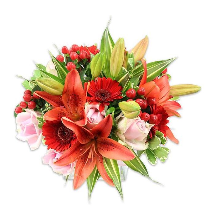 Against a bright white background this opulent bouquet reads as an expertly balanced study in warm colour and botanical texture. Several prominent Asiatic lilies in a fiery orange-red shade form the visual anchor; their recurving petals display subtle speckling and pronounced stamens, and a few unopened buds promise staged unfolding of form over the coming days. Complementing these dramatic lilies are vivid red Gerbera daisies, their many narrow petals radiating from deep, nearly black centers to introduce a crisp, architectural rhythm. Soft blush-pink roses are woven through the arrangement, from tight, classical buds to more relaxed open blossoms, providing a delicate, velvety counterpoint that catches the eye in close inspection. Tucked among the blooms are glossy red hypericum berries, small and round with a lacquered sheen that provides bright, festive punctuation and small areas of concentrated colour.
The bouquet is generously framed with mixed greenery - elongated lily leaves, broad dark-green fills and a few variegated leaves with lighter veining - creating a full, rounded silhouette that demonstrates careful hand-tying and attention to balance. The combination of papery lily petals, smooth rose velour, waxy berries and crisp foliage creates varied tactile impressions, while the overall bouquet gives off a lightly sweet, slightly spicy floral fragrance. Ideal for marking anniversaries, birthdays or simply bringing warmth into a Queen's Park flat or a cottage on Chamberlayne Road, this composition celebrates freshness, thoughtful design and seasonal beauty.