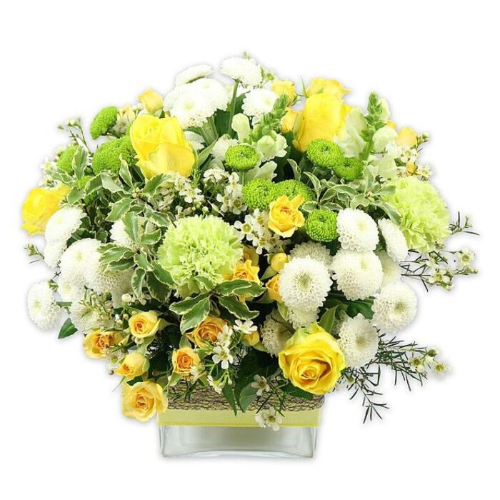 An artfully constructed bouquet in a clear, square glass vase is set against a pure white background, its colours and contours captured with clarity. The arrangement forms a generous dome of blooms, predominantly in shades of yellow, crisp white, and bright spring green. At its heart, classic yellow roses open out in layered spirals, their petals velvety and sunlit, some fully open, others still gently cupped. They are joined by lively yellow spray roses, whose clusters of smaller flowers introduce a delicate, almost playful liveliness. White pompom chrysanthemums, densely petaled and nearly spherical, nestle between the roses, lending the composition a soft, sculpted structure. Bright lime green button chrysanthemums appear as tiny, rounded accents that draw the eye, while larger, flouncy pale green blooms-resembling frilled green carnations or speciality chrysanthemums-add airy volume and a sense of movement. The bouquet is cradled and framed by a wealth of greenery: sturdy variegated leaves with pale edging, finer dark foliage, and slender sprigs that weave through the flowers, providing contrast and depth. Threaded throughout are tiny white filler blossoms that look like little stars scattered in a garden, subtly enhancing the arrangement's complexity. The stems are visible through the square glass vase, which is wrapped at its midsection in a band of textured natural fibre, topped with a sleek lime green ribbon that ties the whole palette together. The design feels contemporary yet welcoming, like a bright window display you might pass along Salusbury Road. This bouquet radiates joy, renewal, and gentle sophistication, making it a versatile choice for birthdays, housewarmings, congratulations, or simply bringing a little Queen's Park brightness indoors.