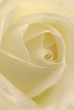 Drawn into the delicate spiral of this creamy-white rose, the viewer is transported into the gentle embrace of Queen's Park, where moments of tranquility and community spirit flourish. Fine, petal-thin layers curl inwards with a luminous softness, their surface imbued with both matte calm and dewy freshness reminiscent of early walks among neighbouring streets. Each fold holds a touch of shadow, setting off the creamy white tones and creating a tranquil drama that feels as welcoming as an open garden gate. The atmosphere resonates with peace-a reassurance found in heartfelt gestures of sympathy, admiration, or the marking of new beginnings within Queen's Park's vibrant community. The subtle, sweet fragrance seems to hang unseen in the air, cooling and soothing, as if the flower itself remembers the caring hands of local florists who shape every bloom for life's most meaningful celebrations. Skill and artistry meet in every detail, making the rose not just a flower, but an experience of comfort and quiet grace unique to the neighbourhood.